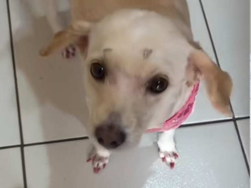 A imagem mostra a cachorra com unhas pintadas.