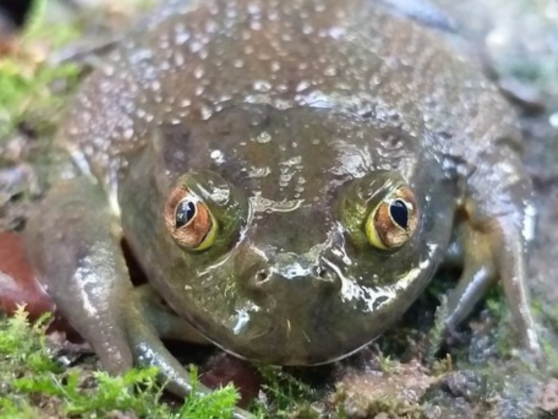 A imagem mostra a espécie do sapo-d'água-de-capacete.