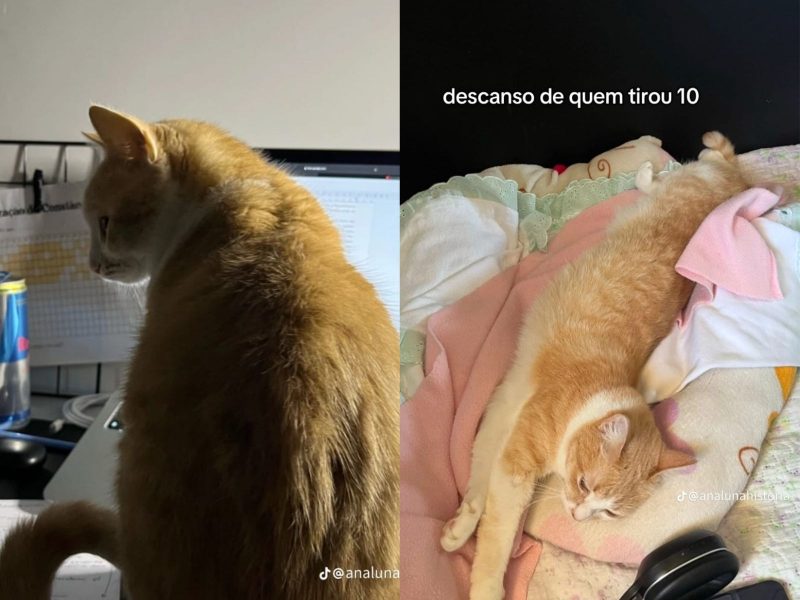 A imagem mostra a felina e a tutora.