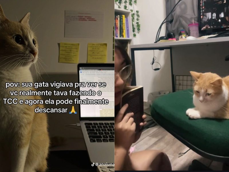 A imagem mostra a felina e sua tutora estudando.