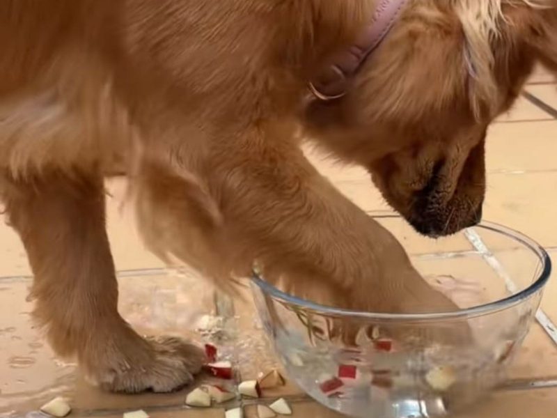 A imagem mostra o cão e sua nova dieta.