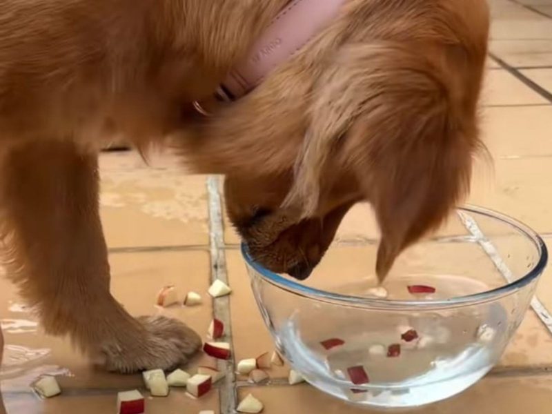 A imagem mostra o cão com seu pote de água.