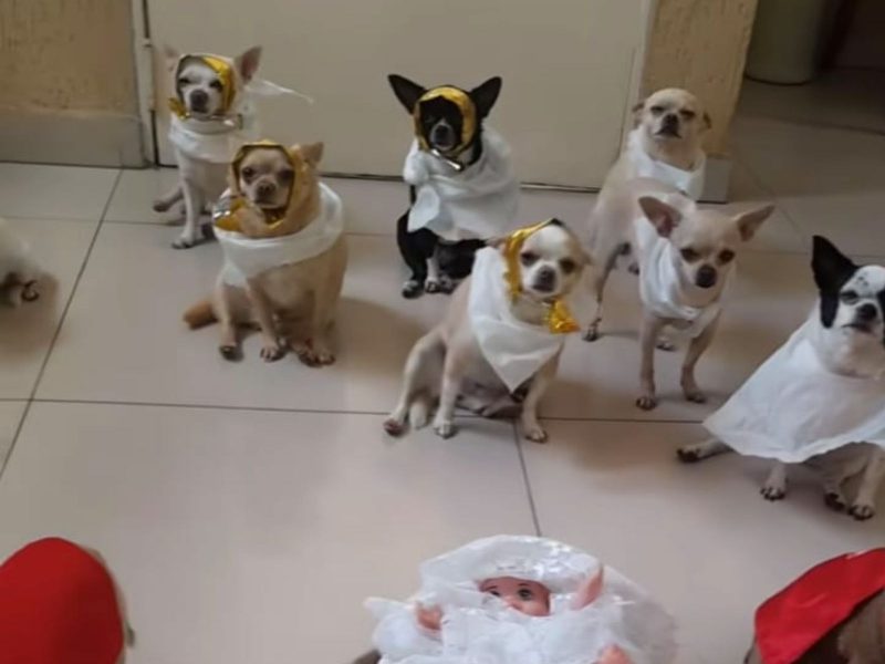 A imagem mostra os cães vestidos de anjos, José e Maria.