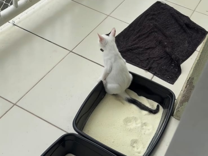 A imagem mostra o gato usando a caixa de areia de maneira inusitada.