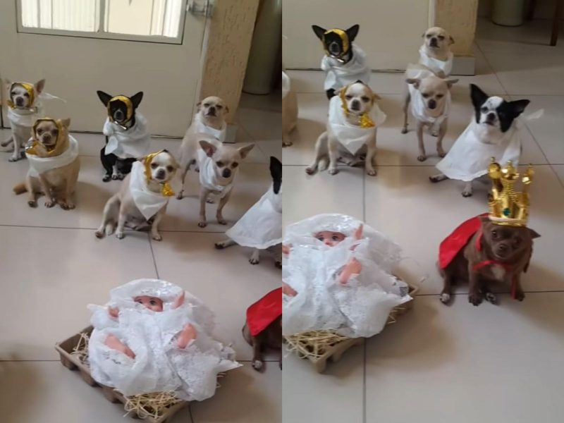 A imagem mostra o presépio com cachorrinhos.