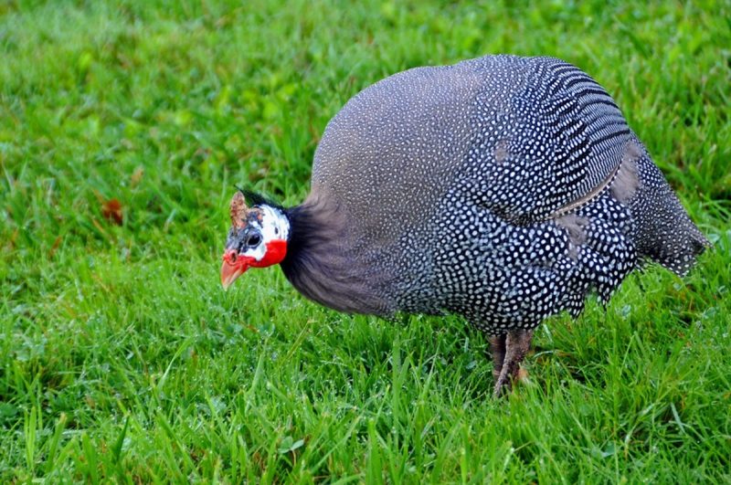 Galinhas-d angola em uma área de vegetação verde