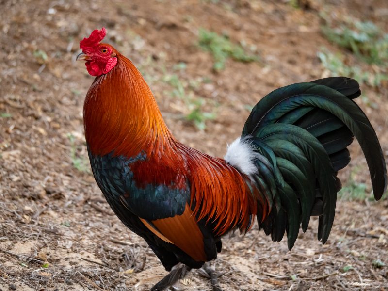 Galo com penas pretas e vermelhas em fazenda 