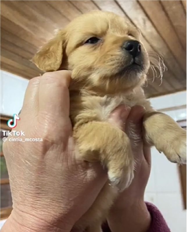 Golden da Shopee quando era pequeno