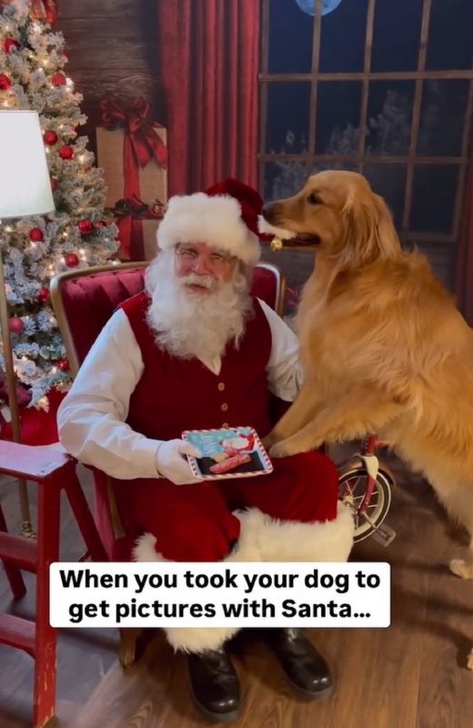 Papai Noel e Golden Retriever tirando fotos juntos