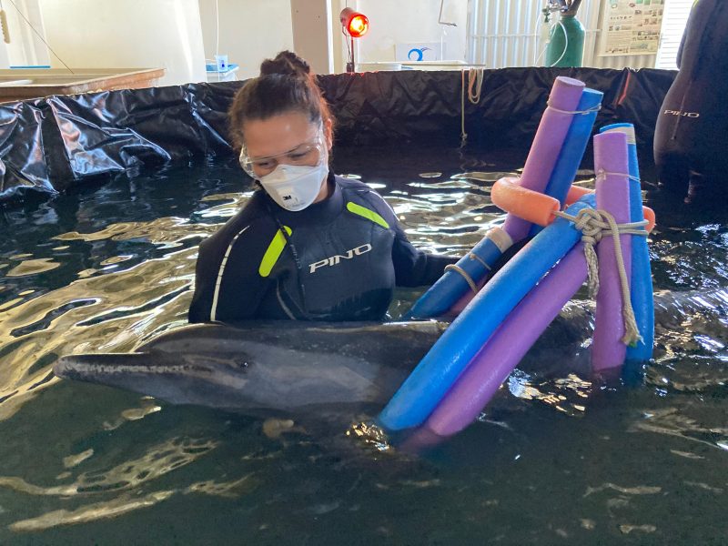 Foto mostra recuperação de golfinho que foi salvo