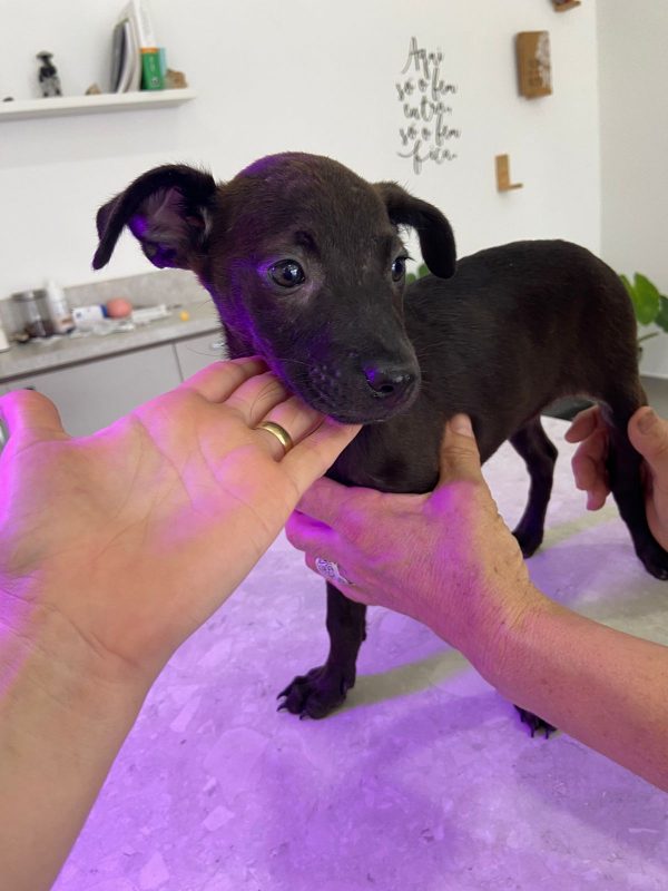 Histórias emocionantes de resgate: cachorro filhote em cima de mesa de veterinário