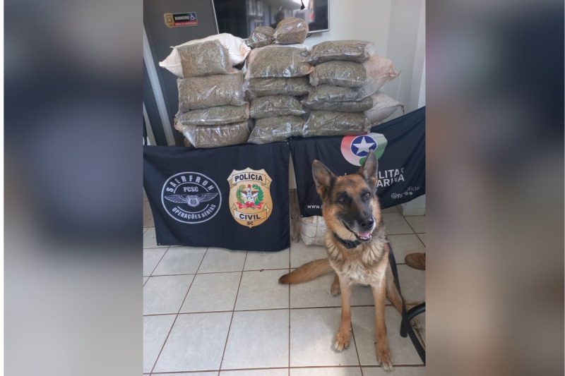 Motorista abandona veículo em movimento e é preso com mais de 100kg de drogas em Chapecó