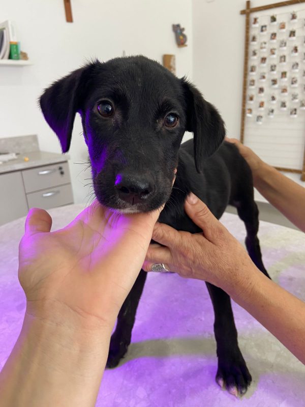 Histórias emocionantes de resgate: cachorro filhote em cima de mesa de veterinário