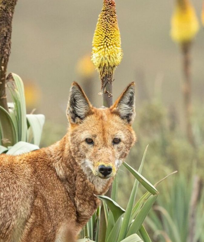 Lobo com focinho cheio de pólen em plantação de flores