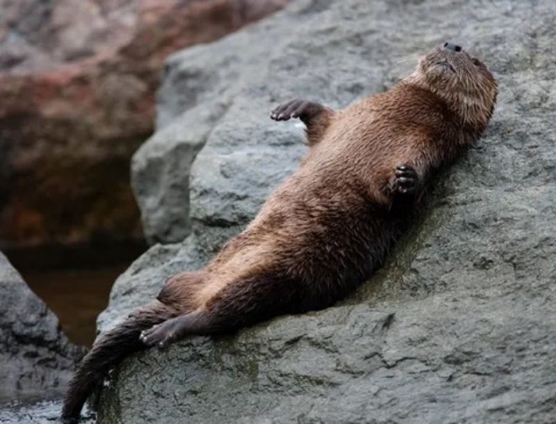 Lontra marinha deitada em rocha, pegando sol