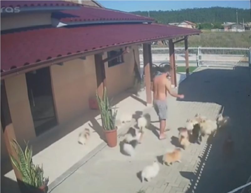 Homem alimentando Lulus da Pomerânia antes da fuga 