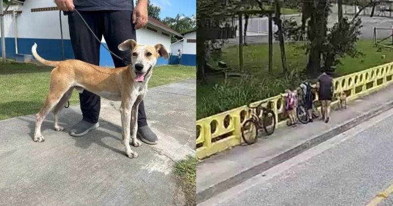 Momento que mulher arremessa cachorro de ponte de Joinville