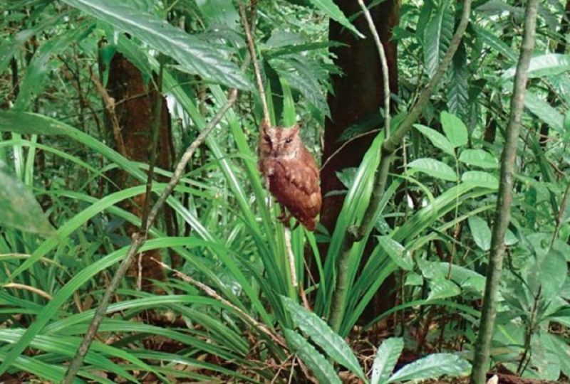 Coruja em um floresta olhando para a câmera