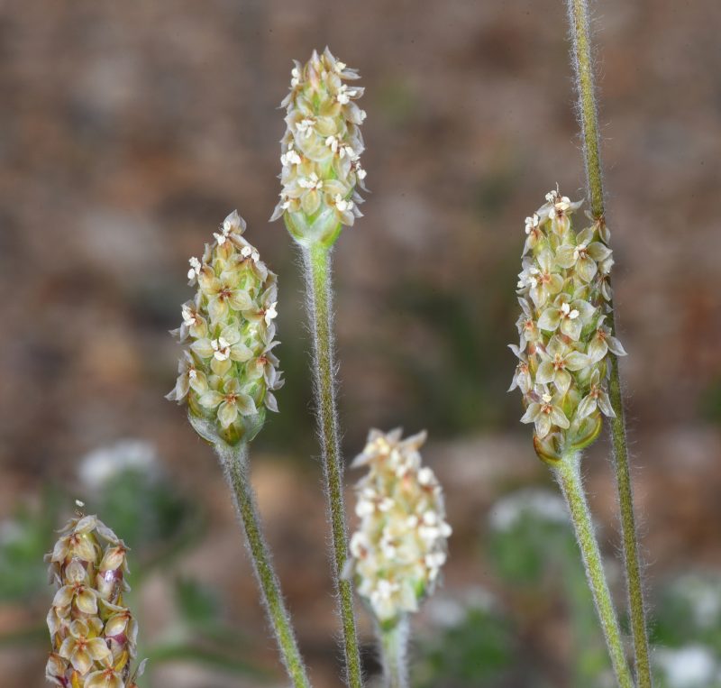 Imagem da planta do psyllium, com flores brancas que formam uma espiga 