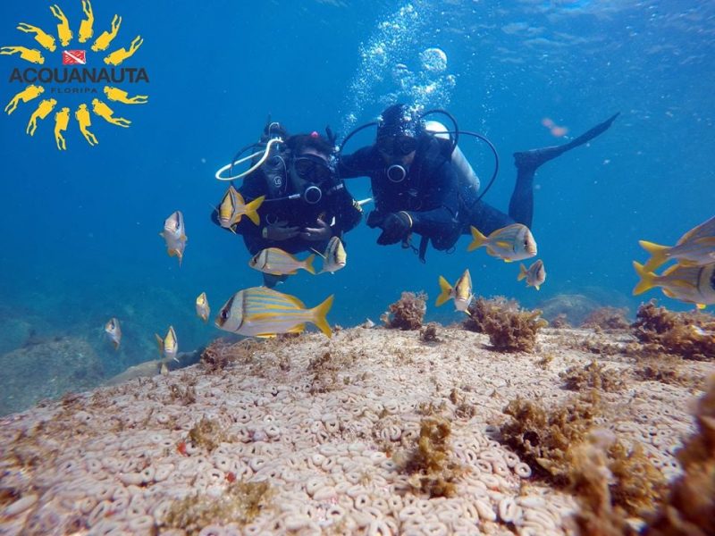 Foto do fundo do mar, com peixes em cores de cinza e amarelo e dois mergulhadores que olham para eles. 