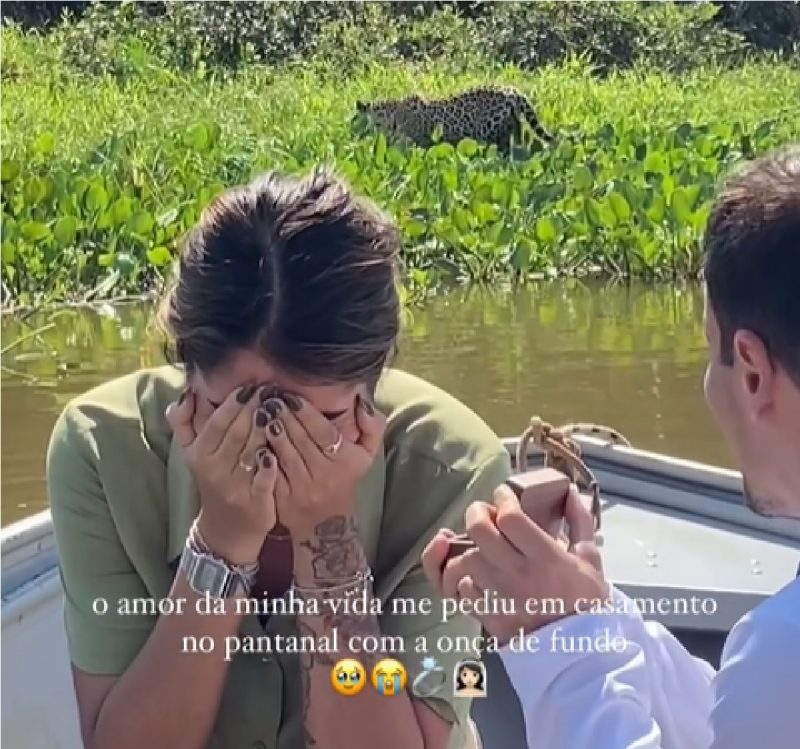 Onça-pintada rouba a cena em pedido de casamento no Pantanal 