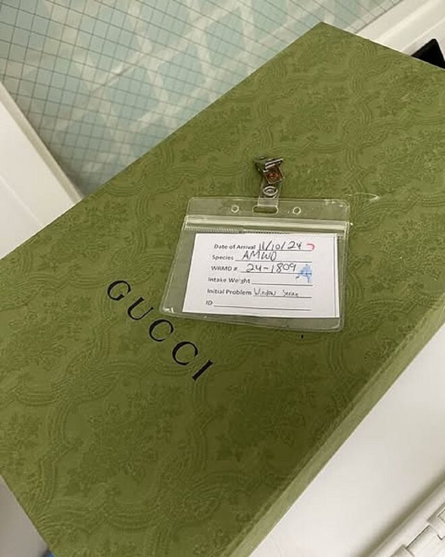 Caixa da Gucci