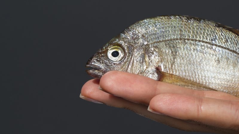 Sonhos com animais: peixe segurado por pessoa em zoom in 