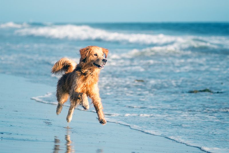 Imagem mostra pet na praia