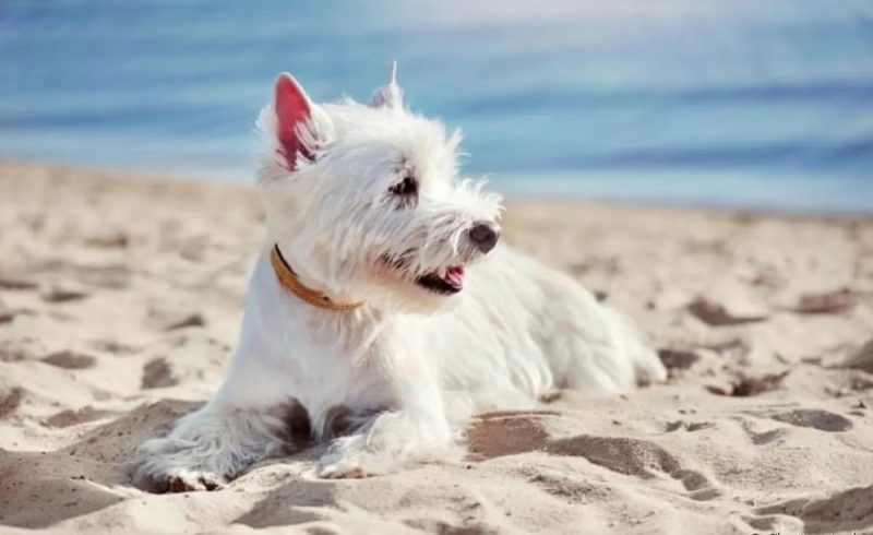 Cachorro deitado na praia com o mar de fundo