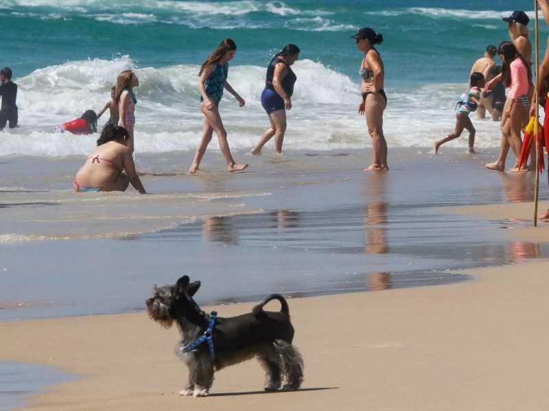 Na foto, cachorro em faixa de areia que ilustra discussão sobre presença de animais nas praias.