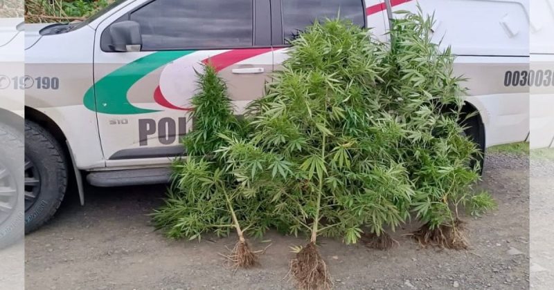 'Pezões' de maconha