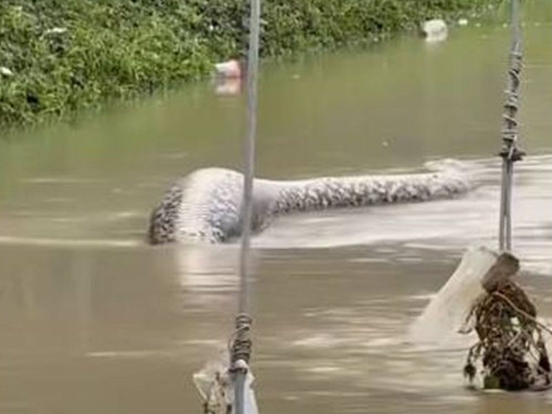 píton-reticulada inchada deslizando em rua alagada 