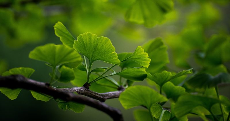 Folha de ginkgo biloba em galhos de árvore