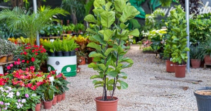 Planta Ficus lyrata em meio à jardim