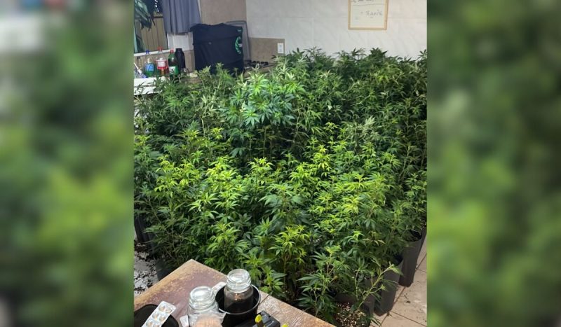 Plantão com 154 pés de maconha é localizada no Ribeirão da Ilha, em Florianópolis