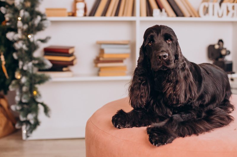 Cocker spaniel inglês deitado em uma poltrona