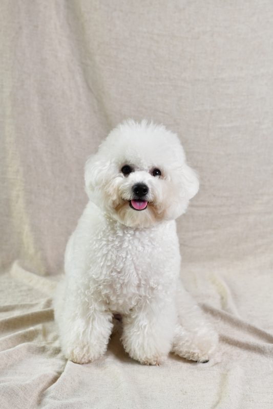 Bichon Frisé sentado com um fundo branco