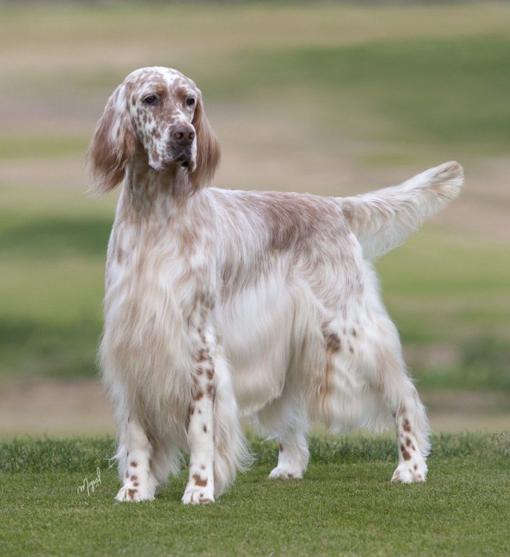 Setter inglês em uma paisagem verde