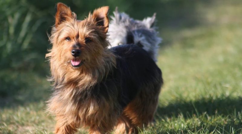 Terrier Australiano correndo em um gramado