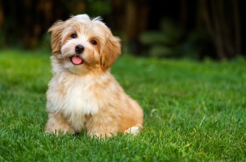 Bichon havanês sentado em um gramado verde