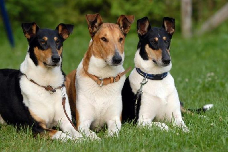 Raças de cachorros Smooth Collies deitados em um gramado