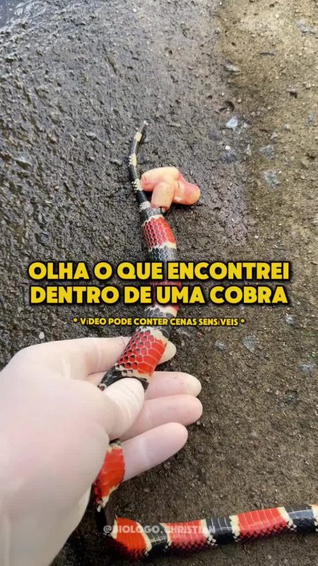 Cobra encontrada morta com algo surpreendente na barriga 