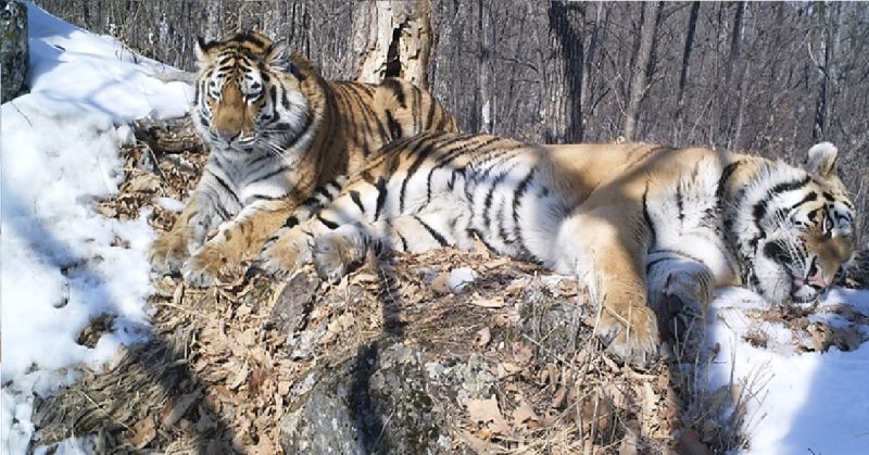 Tigre percorre mais de 200 km para reencontrar antiga parceira 