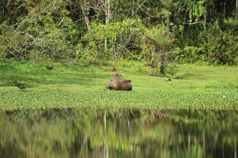 Trilhas autoguiadas em Blumenau: capivaras durante um dia de sol em lagoa