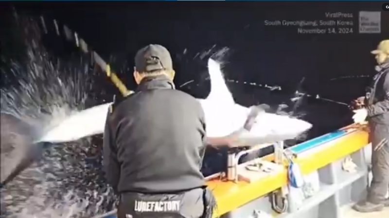 Tubarão pula em barco e assusta pescadores