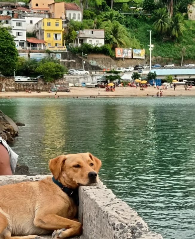 Galáxia em visita a praia no nordeste do país 