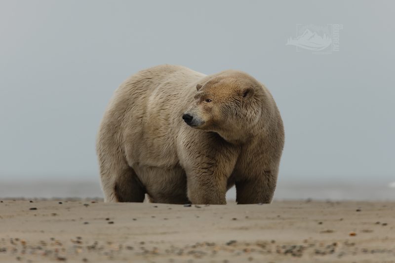 O urso mais gordo do mundo registrado no Alasca