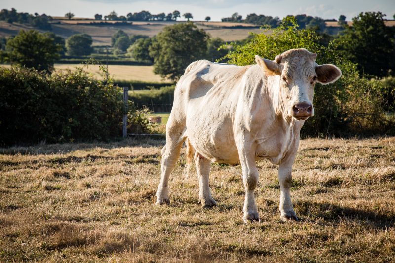 Sonhos com animais: Vaca branca em pasto durante o dia 