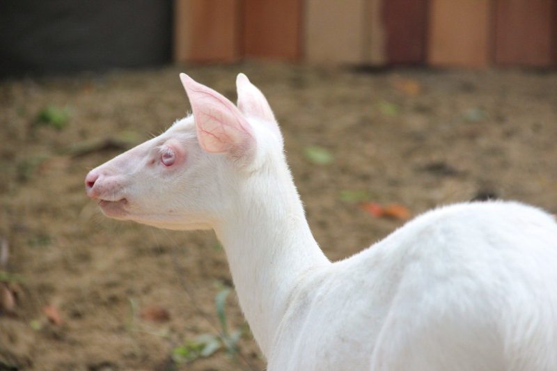 Veado albino é nova atração em Brusque