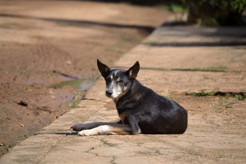 Cachorro vira-lata abandonado na rua